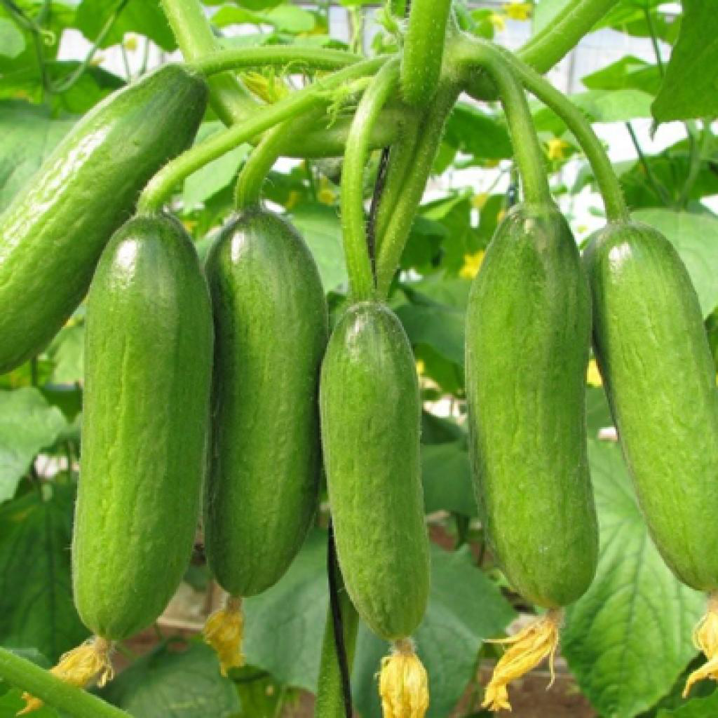 تعیین حد بحرانی پتاسیم خاك براي خیار گلخانه اي