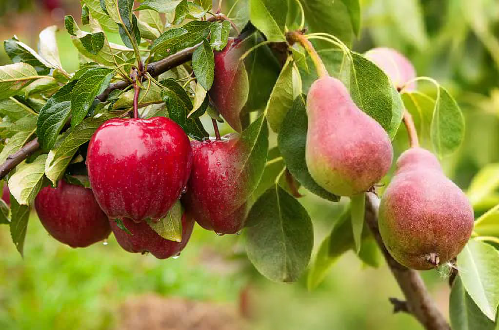 تقویم کودی سیب درختی و گلابی
